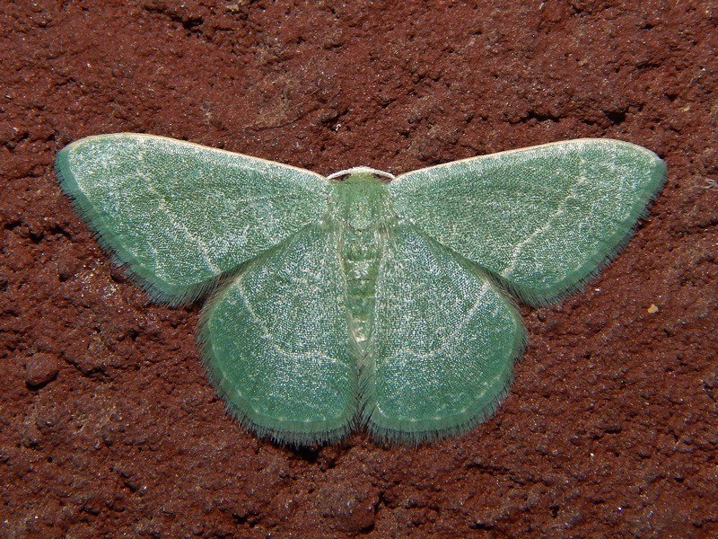 Geometridae verde da identificare